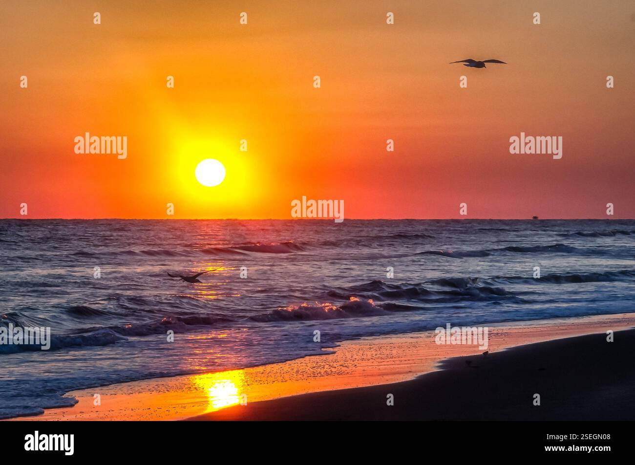 Una vibrante alba sull'Oceano Atlantico a Atlantic Beach, North Carolina, con le onde che si infrangono sulla riva e i gabbiani che si innalzano sopra. Foto Stock