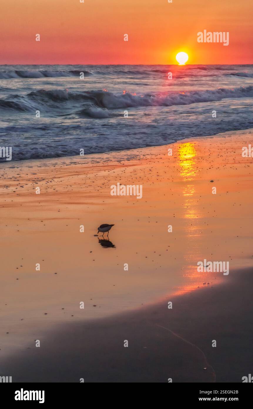 Uno shorebird solitario cammina lungo la sabbia bagnata di Atlantic Beach, North Carolina, durante una splendida alba, con una luce dorata che si riflette sulle onde. Foto Stock