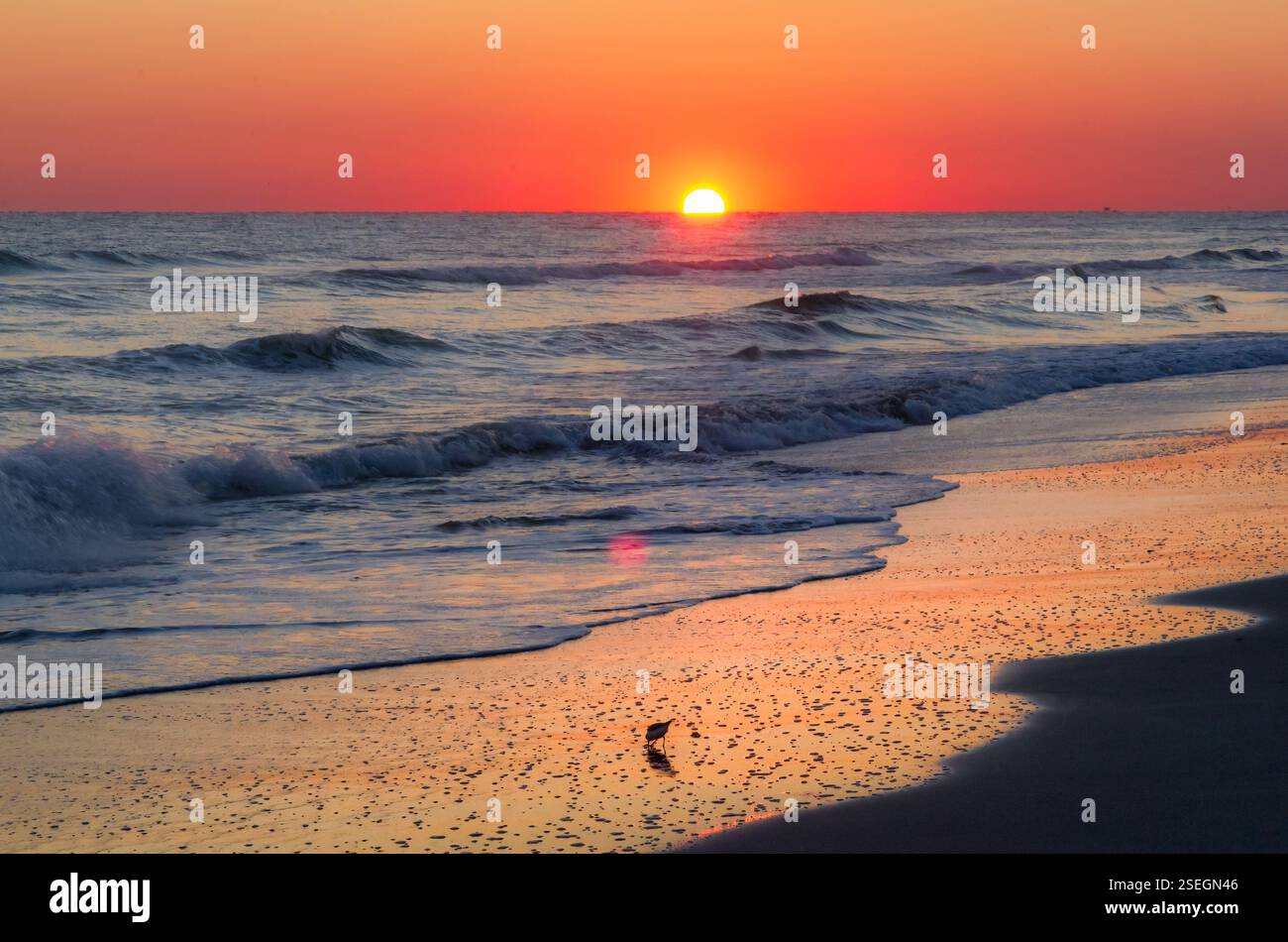 Alba dorata su Atlantic Beach, North Carolina, con le onde che si lavano sulla sabbia e un uccello di shorebird in primo piano. Foto Stock