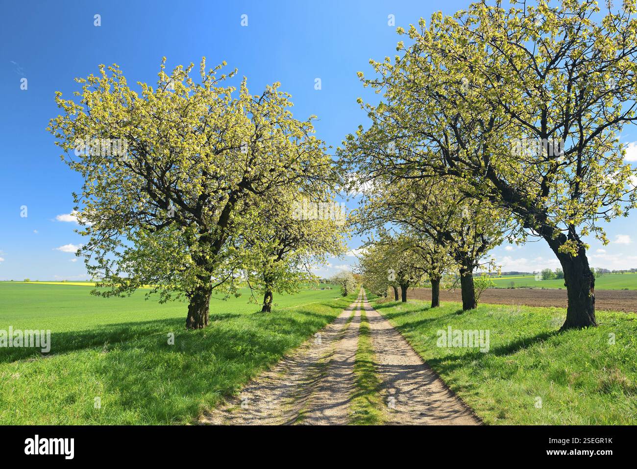 Ciliegi in fiore su una strada di campagna, vicino a Hettstedt, Sassonia-Anhalt, Germania, Europa Foto Stock