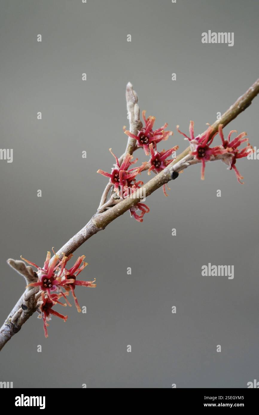 Nocciola strega in fiore (Hamamelis vernalis), inverno, Germania, Europa Foto Stock