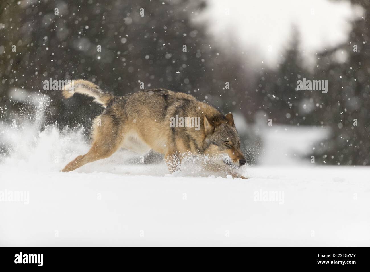 Un lupo grigio eurasiatico maschio (Canis lupus lupus) che corre attraverso la neve profonda durante la caduta della neve. Una foresta sullo sfondo Foto Stock