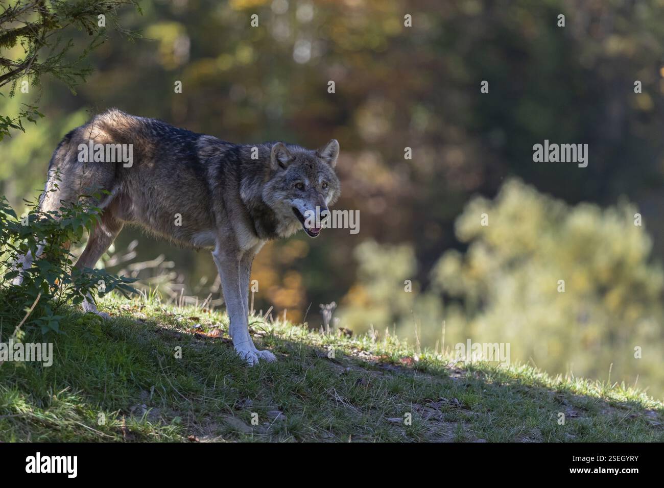 Un lupo grigio eurasiatico (Canis lupus lupus) in piedi su una collina su erba verde con una foresta di colori autunnali sullo sfondo Foto Stock