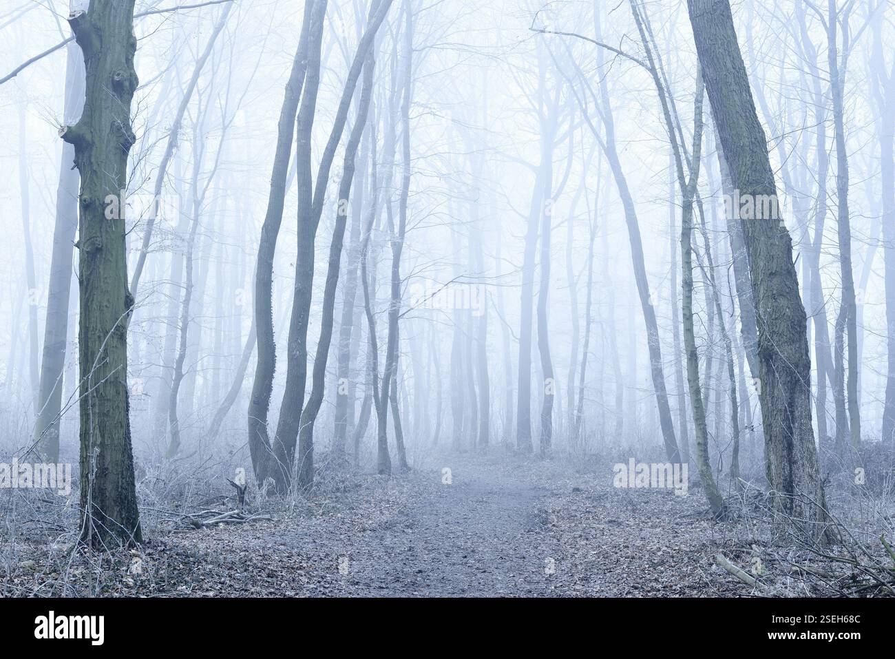 Sentiero escursionistico nella foresta decidua in nebbia e gelo, Friburgo (Unstrut), Sassonia-Anhalt, Germania, Europa Foto Stock