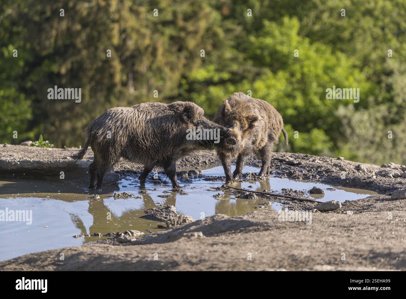 Due cinghiali o suini selvatici (Sus scrofa), che combattono in una piccola piscina con una foresta verde sullo sfondo Foto Stock