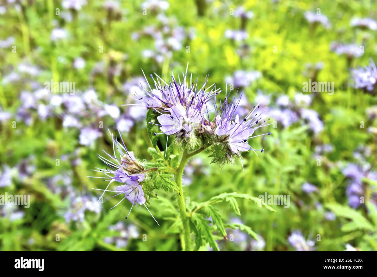 Delicato di fiori lilla del Phacelia tanacetifolia, conosciuto sotto il nome di lacy phacelia, tansy blu o porpora tansy, della famiglia Boraginaceae aga Foto Stock