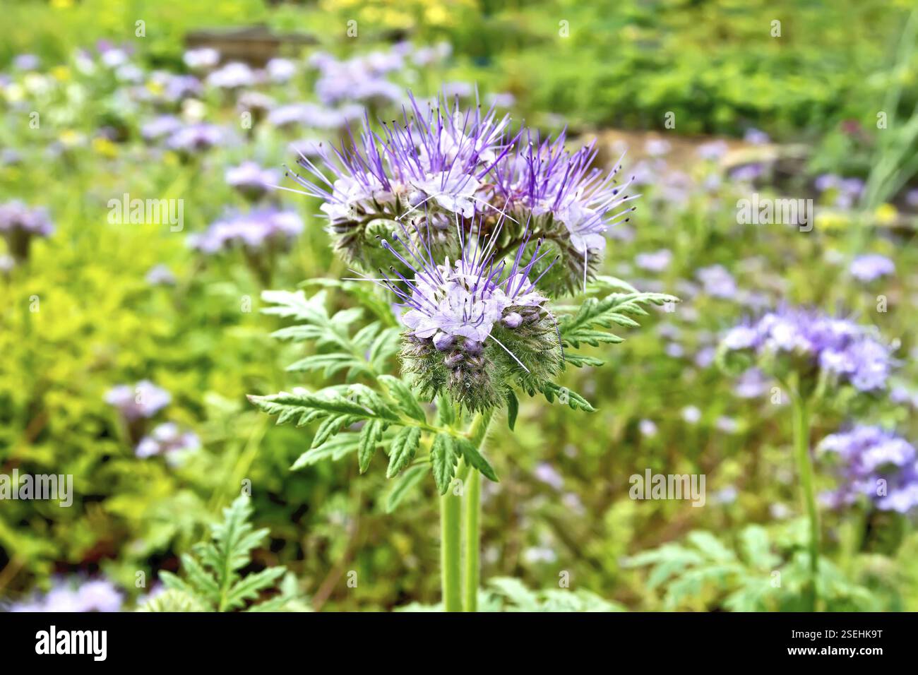 Delicato di fiori lilla del Phacelia tanacetifolia, conosciuto sotto il nome di lacy phacelia, tansy blu o porpora tansy, della famiglia Boraginaceae aga Foto Stock