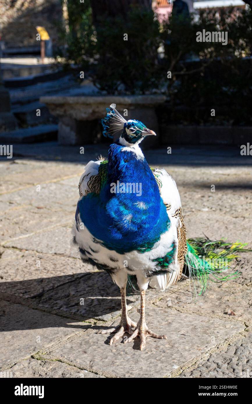 Ritratto di pavone blu e bianco conosciuto come uccelli indiani blu. Foto Stock