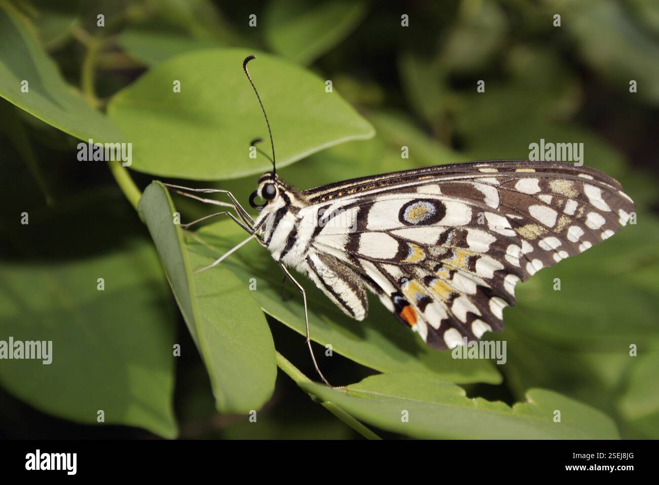 Insetto, farfalla Lime Butterfly II princeps demoleus libanius II fruhstorferij Foto Stock