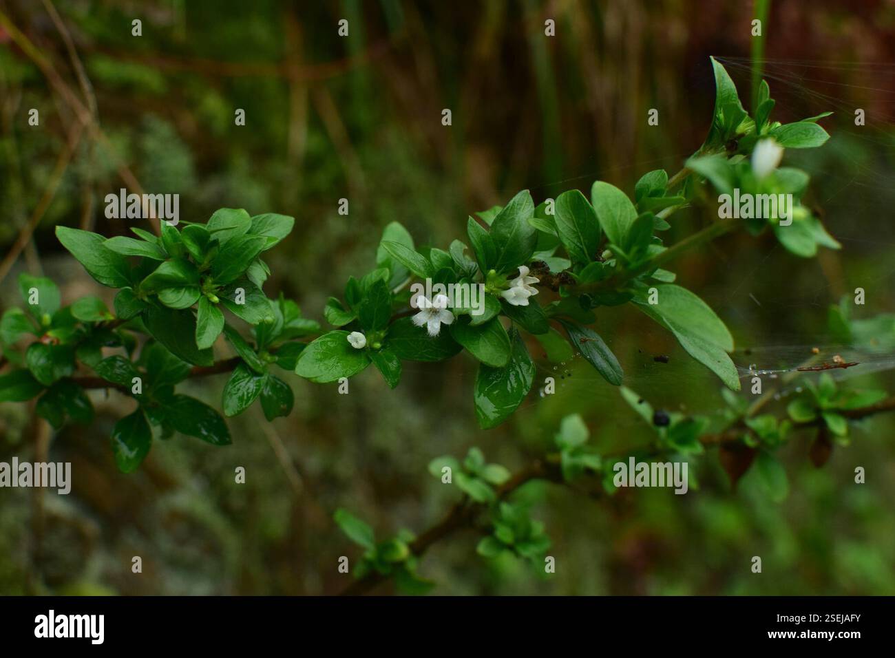 Snowrose (Serissa japonica), Plantae, 中国江西省上饶市婺源县 Foto Stock