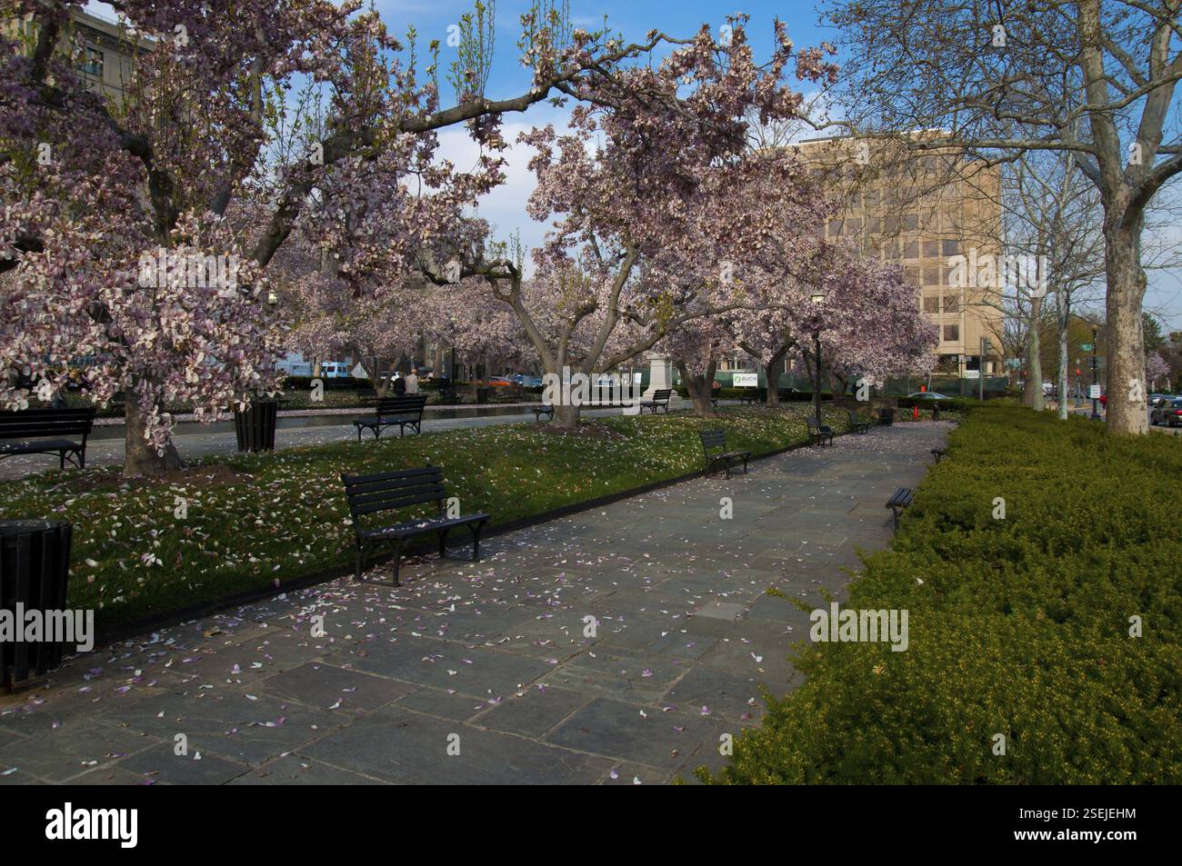 Rawlins Park a Washington DC con fiori di ciliegio, Washington, USA, Nord America Foto Stock