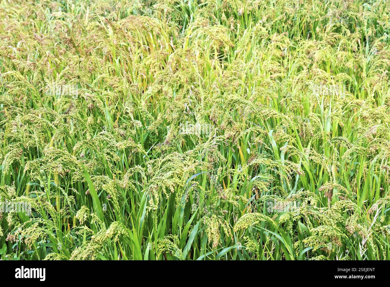 Miglio di maturazione spikelets di miglio sullo sfondo di foglie verdi e di erba Foto Stock