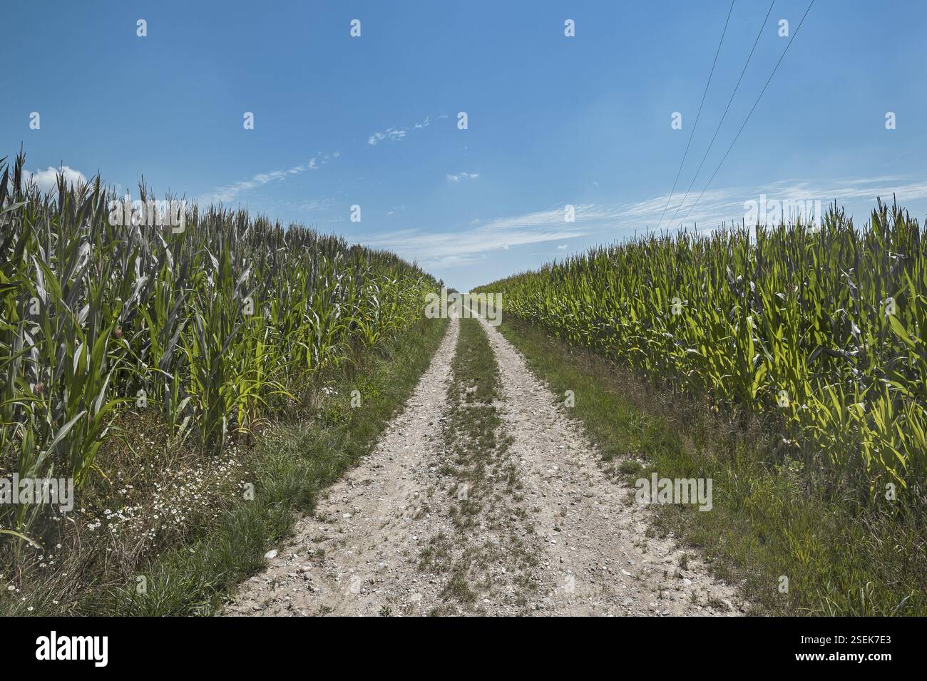 Percorso del campo tra campi di mais (Zea mays), alta Baviera, Baviera, Germania, Europa Foto Stock