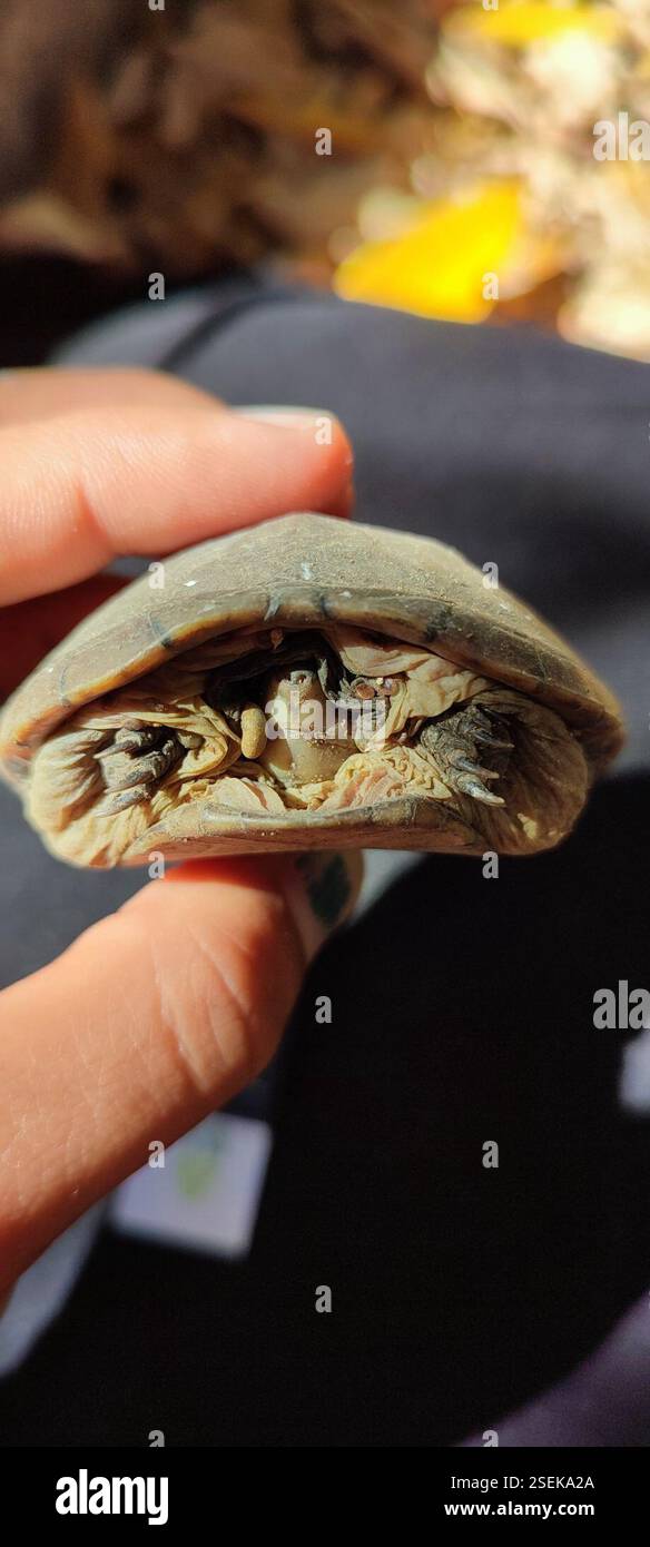 Jalisco Mud Turtle (Kinosternon chimalhuaca), Reptilia, Barrio de las Flores, 48400 El Tuito, JAL., Messico Foto Stock