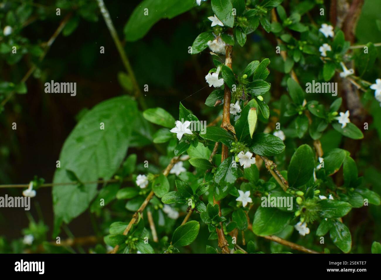 Snowrose (Serissa japonica), Plantae, 中国江西省上饶市婺源县 Foto Stock
