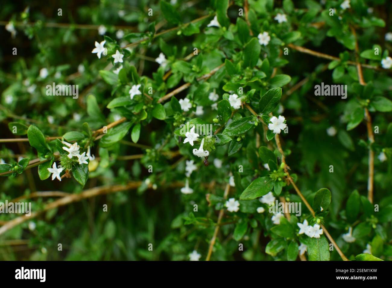 Snowrose (Serissa japonica), Plantae, 中国江西省上饶市婺源县 Foto Stock