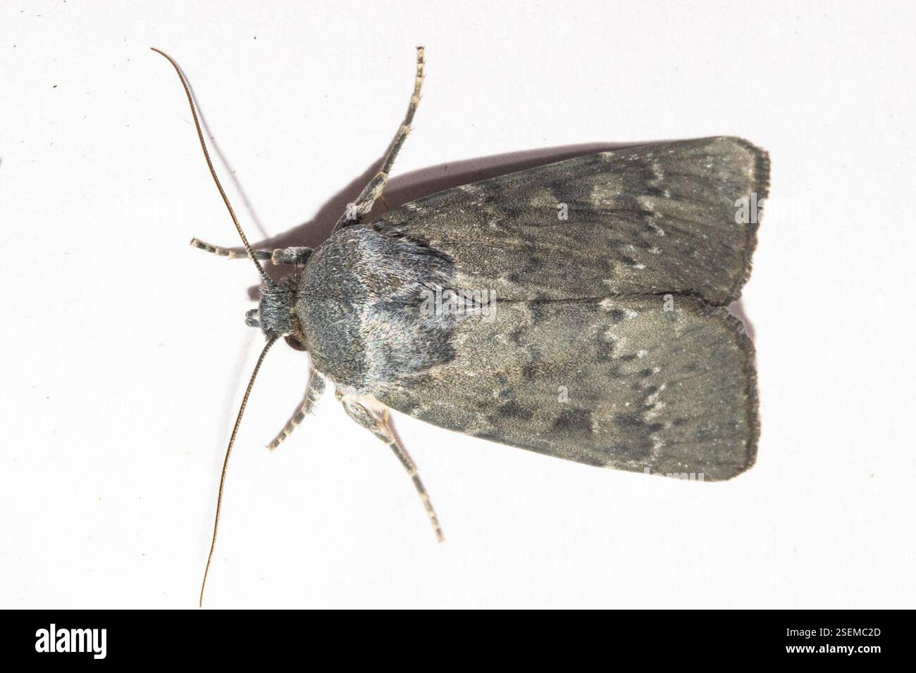 (Physetica caerulea), Insecta, Southland District, Southland, nuova Zelanda, il secondo di due notti su Falls Creek. Bordo di macchia e foresta in un senso e una grande zona umida nell'altra direzione. Foto Stock