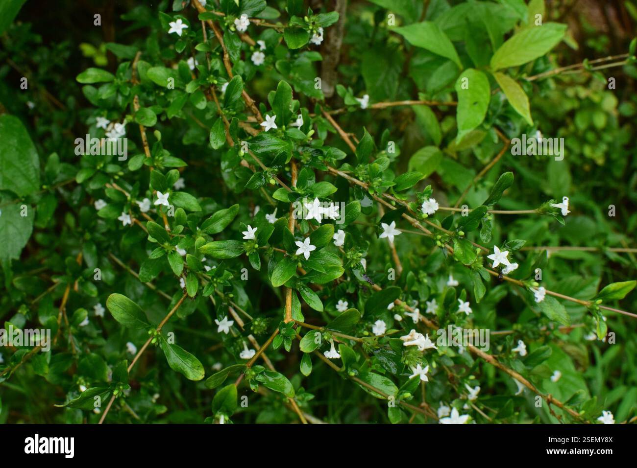 Snowrose (Serissa japonica), Plantae, 中国江西省上饶市婺源县 Foto Stock