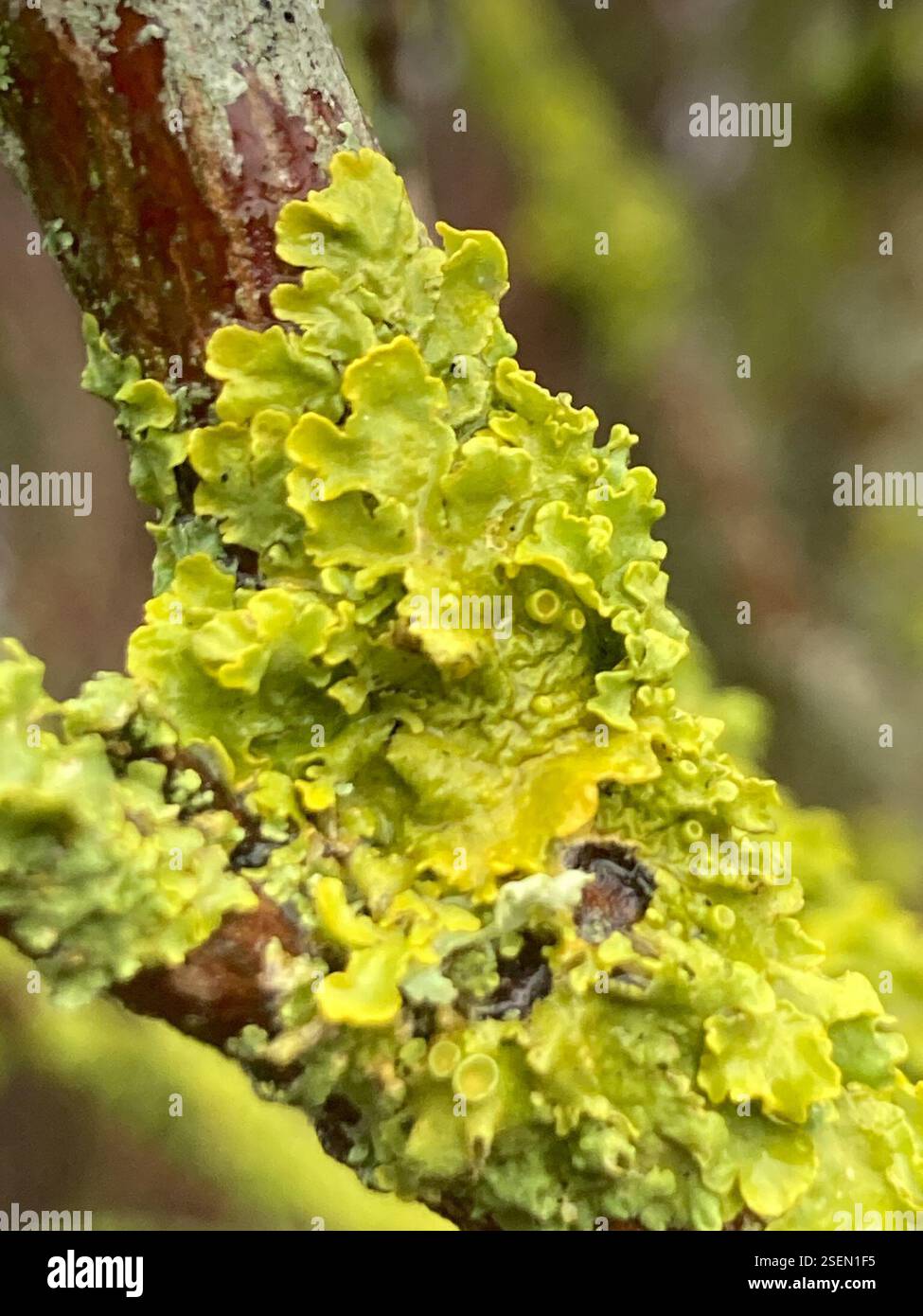 (Xanthoriicola physciae), funghi, Fulham Palace Road, Londra, Inghilterra, GB, 🏛️🏺📚🏺📚🍰🚛 Foto Stock