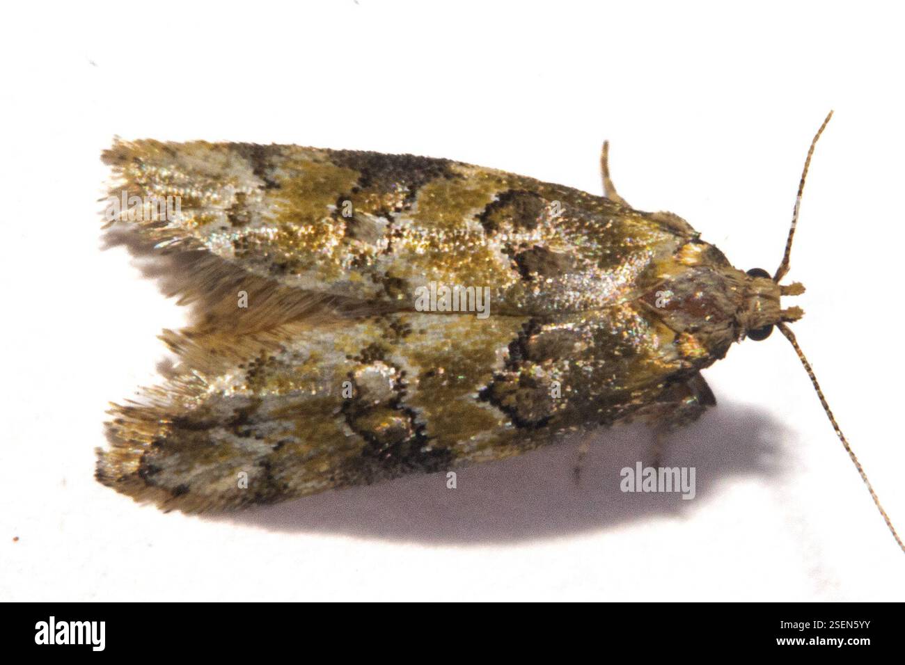 (Trachypepla protochlora), Insecta, Southland District, Southland, nuova Zelanda, il secondo di due notti su Falls Creek. Bordo di macchia e foresta in un senso e una grande zona umida nell'altra direzione. Foto Stock