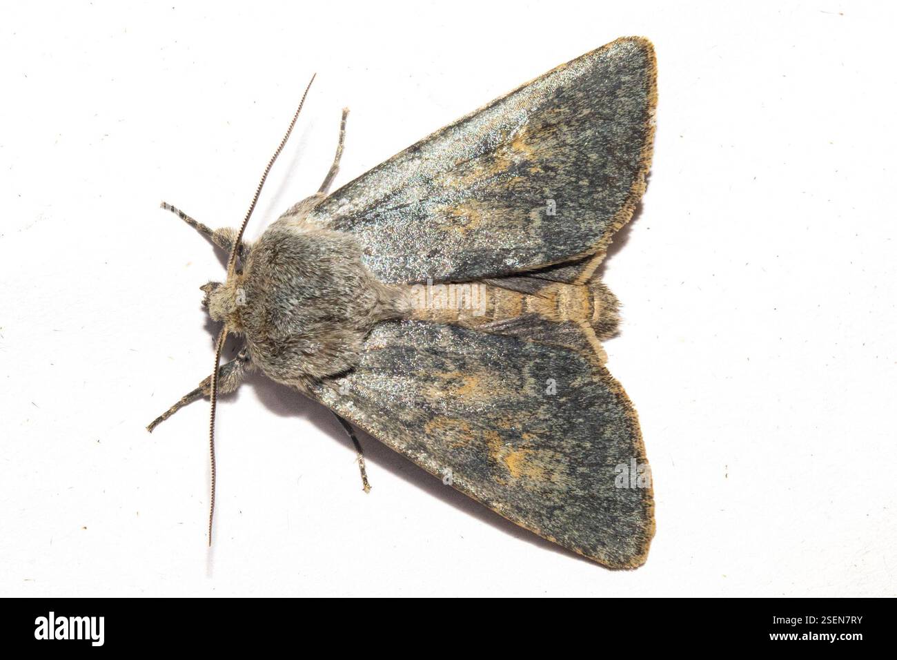 (Ichneutica nobilia), Insecta, Southland District, Southland, nuova Zelanda, il secondo di due notti su Falls Creek. Bordo di macchia e foresta in un senso e una grande zona umida nell'altra direzione. Foto Stock