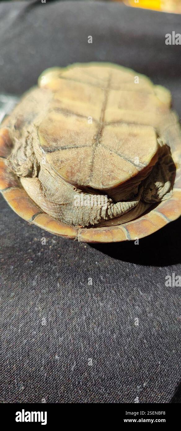Jalisco Mud Turtle (Kinosternon chimalhuaca), Reptilia, Barrio de las Flores, 48400 El Tuito, JAL., Messico Foto Stock