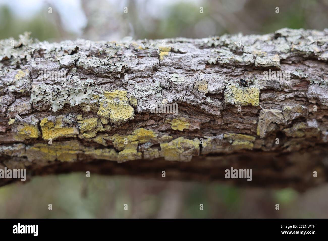 Licheni che crescono su rami di alberi Foto Stock