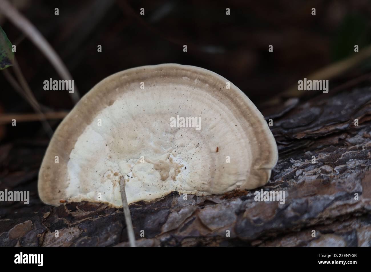 Primo piano del fungo da scaffale o del fungo da staffa che cresce sull'albero Foto Stock
