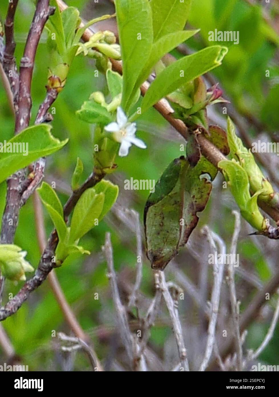 Osoberry (Oemleria cerasiformis), Plantae, pacifica, CA 94044, USA, arbusto alto circa 1 metro Foto Stock