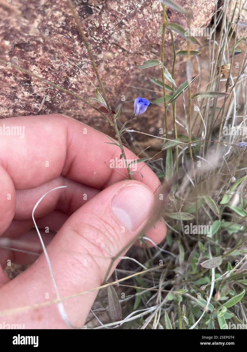 Occhi blu dell'Arizona (Evolvulus arizonicus), Plantae, Coronado National Forest, Tucson, Arizona, NOI Foto Stock