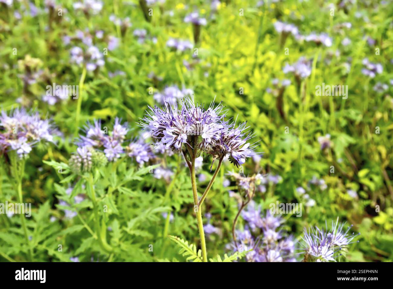Delicato di fiori lilla del Phacelia tanacetifolia, conosciuto sotto il nome di lacy phacelia, tansy blu o porpora tansy, della famiglia Boraginaceae aga Foto Stock