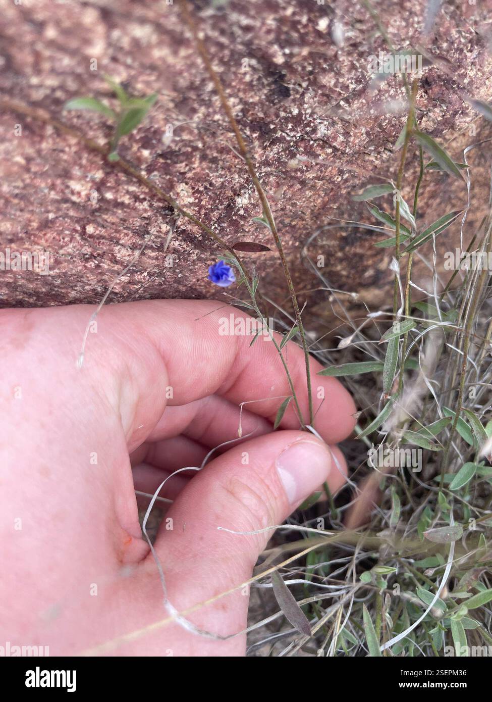 Occhi blu dell'Arizona (Evolvulus arizonicus), Plantae, Coronado National Forest, Tucson, Arizona, NOI Foto Stock