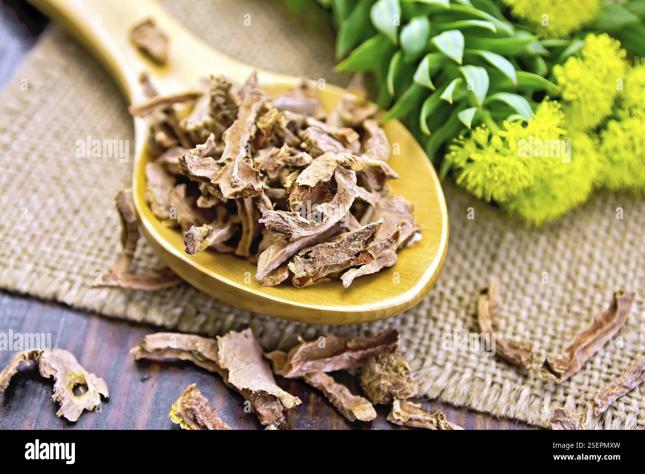 Cucchiaio con radice secca di Rhodiola rosea e fiori freschi su un tovagliolo da un saccheggio su uno sfondo di tavole di legno Foto Stock