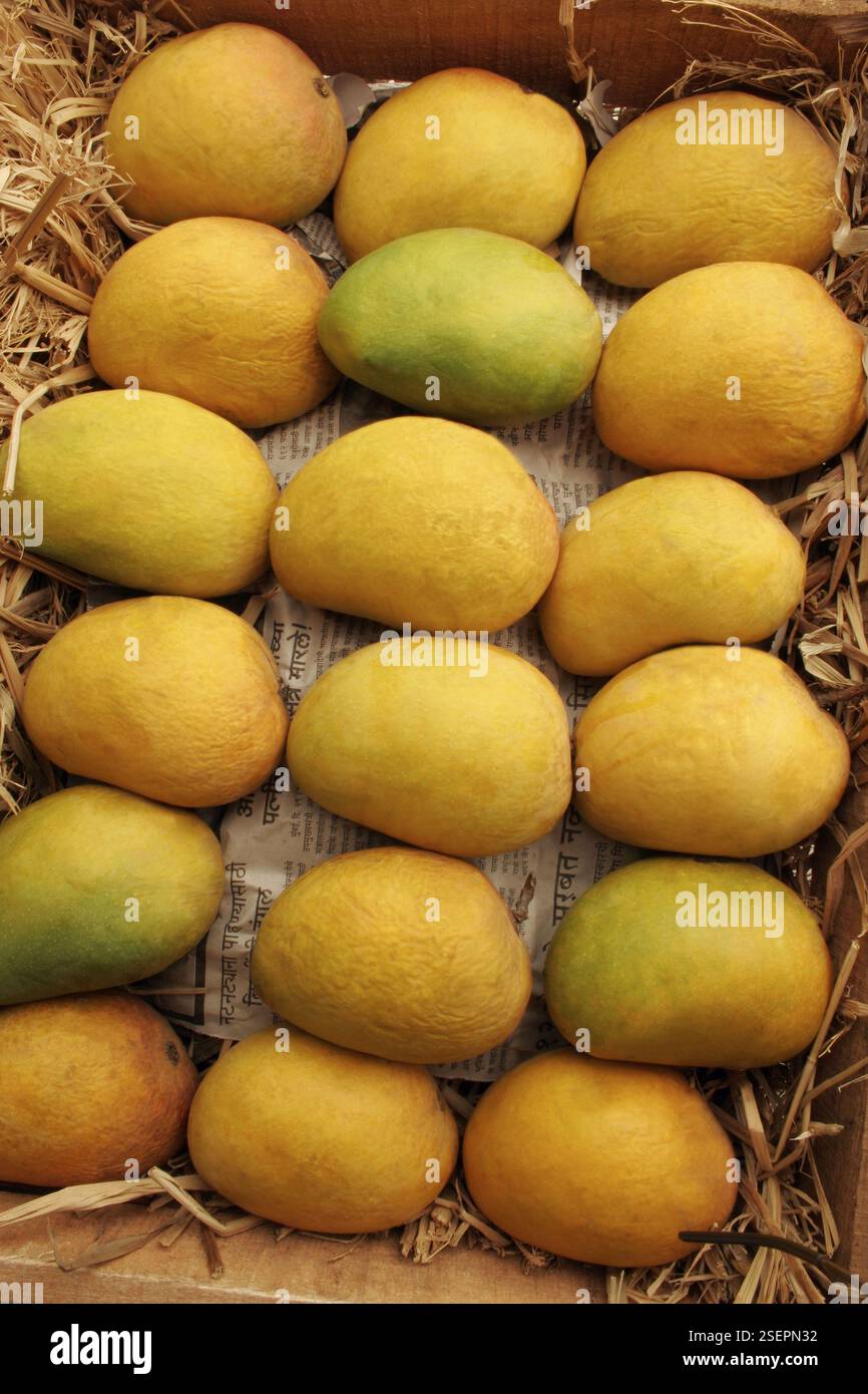 Frutta, manghi Alphonso, re della frutta, confezionati in scatola di legno Pati con fieno secco Foto Stock