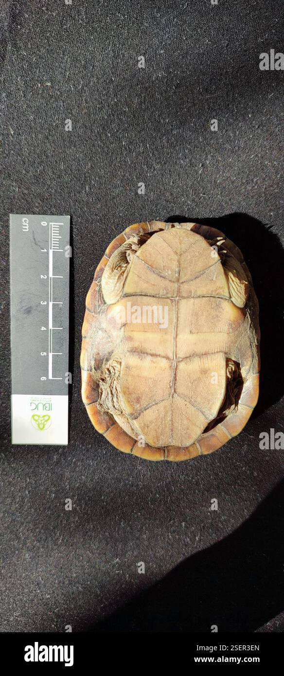 Jalisco Mud Turtle (Kinosternon chimalhuaca), Reptilia, Barrio de las Flores, 48400 El Tuito, JAL., Messico Foto Stock