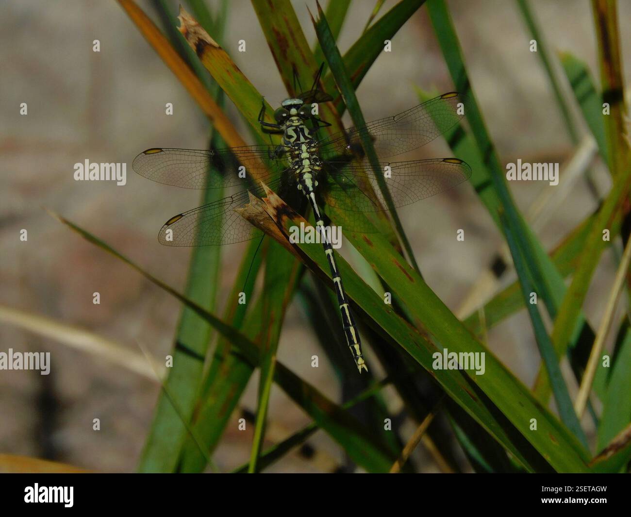 Hunter a strisce gialle (Austrogomphus guerini), Insecta, Hobart TAS, Australia Foto Stock