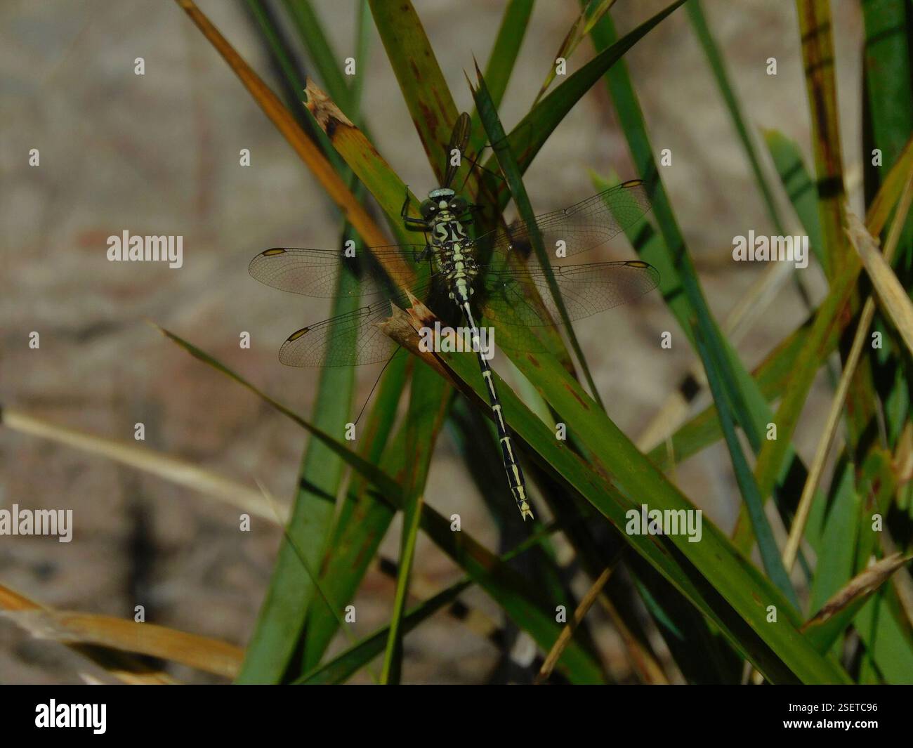Hunter a strisce gialle (Austrogomphus guerini), Insecta, Hobart TAS, Australia Foto Stock