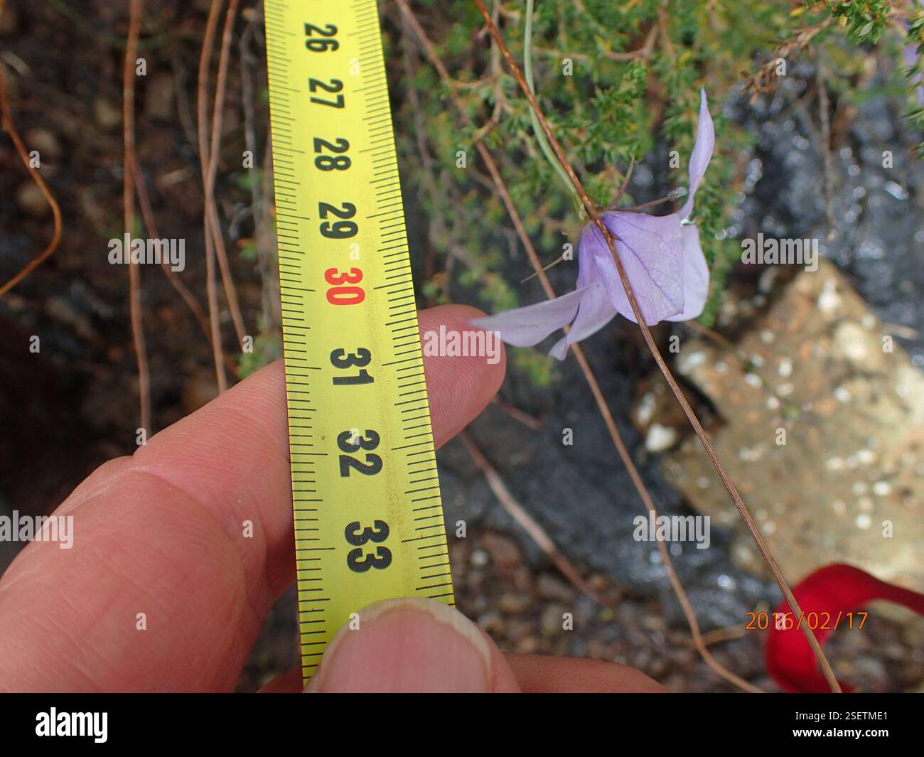 (Wahlenbergia cuspidata), Plantae, Highmoor, 3300, Sudafrica, punte di petali appuntiti (Wahlenbergia cuspidata) Highmoor Foto Stock