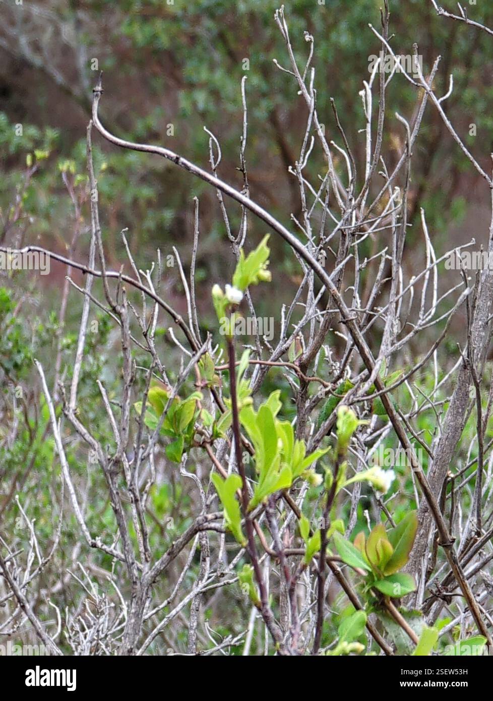 Osoberry (Oemleria cerasiformis), Plantae, pacifica, CA 94044, USA, arbusto alto circa 1 metro Foto Stock