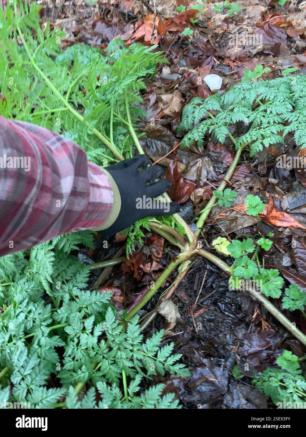 Emicrania velenosa (Conium maculatum), Plantae, Longfellow Creek Greenspace, Seattle, WA, NOI, tre rosette avvelenate bloccate mentre tornavo a casa dall'allenarmi stamattina. Nella mia borsa da basket ho solo due guanti da stazione di servizio e pochissimo altro (maniche lunghe, ovviamente). Molte foglie d'acero abbattute nelle vicinanze per la pacciamatura. Ho pulito un'area con le mie scarpe (sono ancora pulite!). Dopo aver accumulato e schiacciato gli steli e la palla di radice per aiutarla a rompersi più velocemente, l'ho coperto completamente (con le foglie che mi sono spostato da parte) e ho messo una roccia sopra dove si trova. Controllo 2023 facile e sicuro con apparecchiature minime o. Foto Stock
