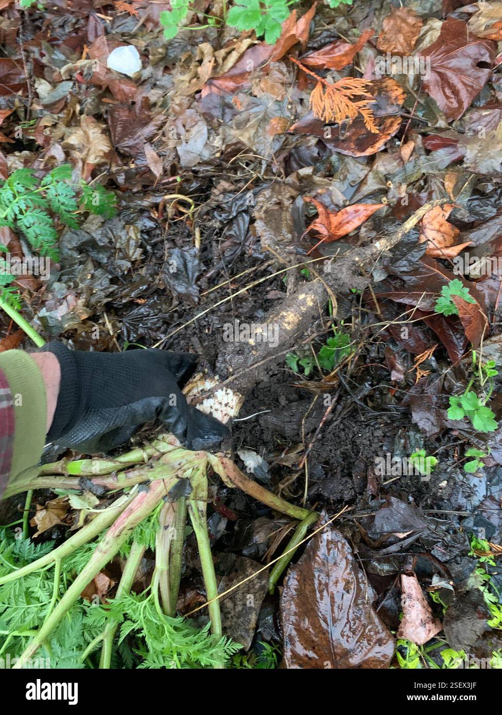 Emicrania velenosa (Conium maculatum), Plantae, Longfellow Creek Greenspace, Seattle, WA, NOI, tre rosette avvelenate bloccate mentre tornavo a casa dall'allenarmi stamattina. Nella mia borsa da basket ho solo due guanti da stazione di servizio e pochissimo altro (maniche lunghe, ovviamente). Molte foglie d'acero abbattute nelle vicinanze per la pacciamatura. Ho pulito un'area con le mie scarpe (sono ancora pulite!). Dopo aver accumulato e schiacciato gli steli e la palla di radice per aiutarla a rompersi più velocemente, l'ho coperto completamente (con le foglie che mi sono spostato da parte) e ho messo una roccia sopra dove si trova. Controllo 2023 facile e sicuro con apparecchiature minime o. Foto Stock