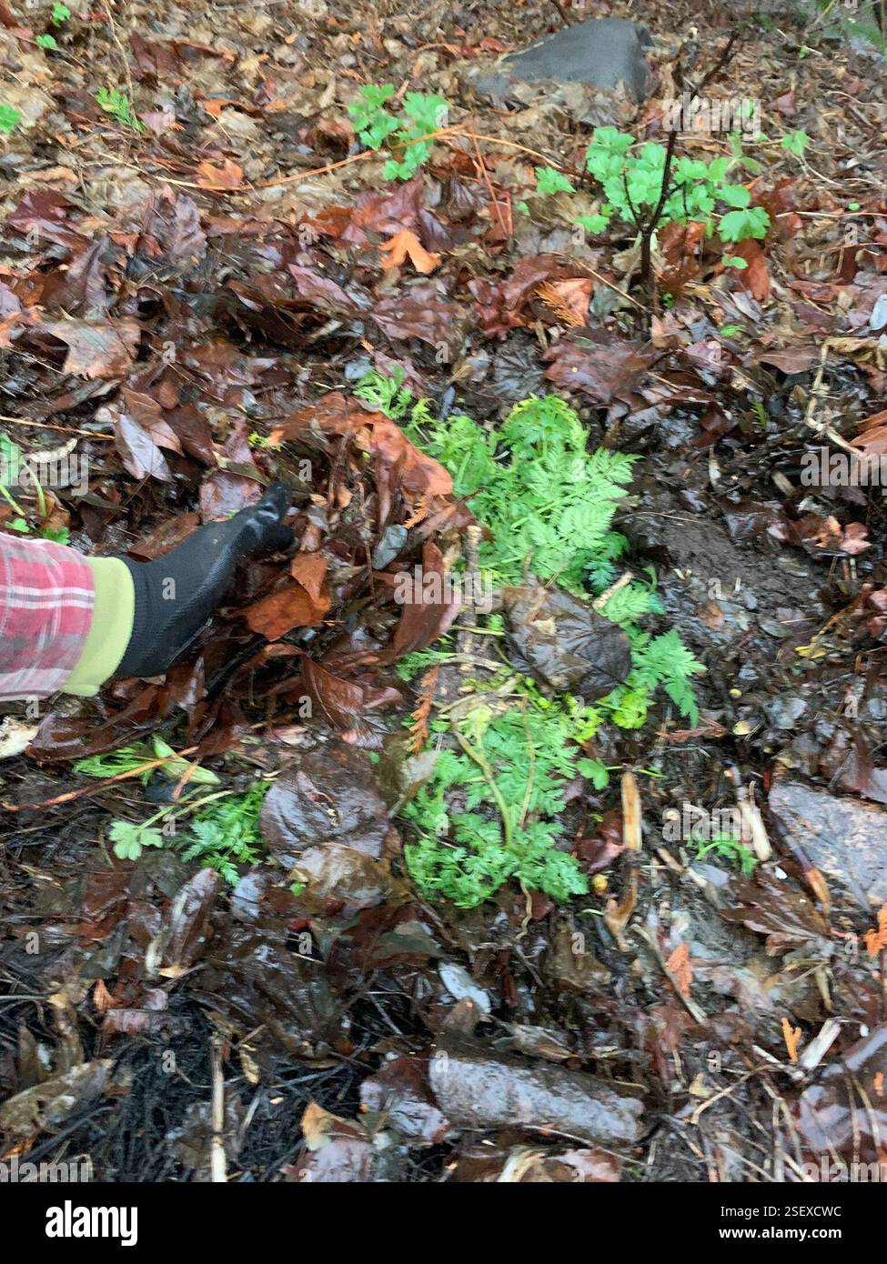 Emicrania velenosa (Conium maculatum), Plantae, Longfellow Creek Greenspace, Seattle, WA, NOI, tre rosette avvelenate bloccate mentre tornavo a casa dall'allenarmi stamattina. Nella mia borsa da basket ho solo due guanti da stazione di servizio e pochissimo altro (maniche lunghe, ovviamente). Molte foglie d'acero abbattute nelle vicinanze per la pacciamatura. Ho pulito un'area con le mie scarpe (sono ancora pulite!). Dopo aver accumulato e schiacciato gli steli e la palla di radice per aiutarla a rompersi più velocemente, l'ho coperto completamente (con le foglie che mi sono spostato da parte) e ho messo una roccia sopra dove si trova. Controllo 2023 facile e sicuro con apparecchiature minime o. Foto Stock