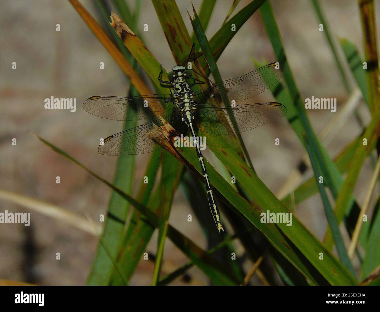 Hunter a strisce gialle (Austrogomphus guerini), Insecta, Hobart TAS, Australia Foto Stock
