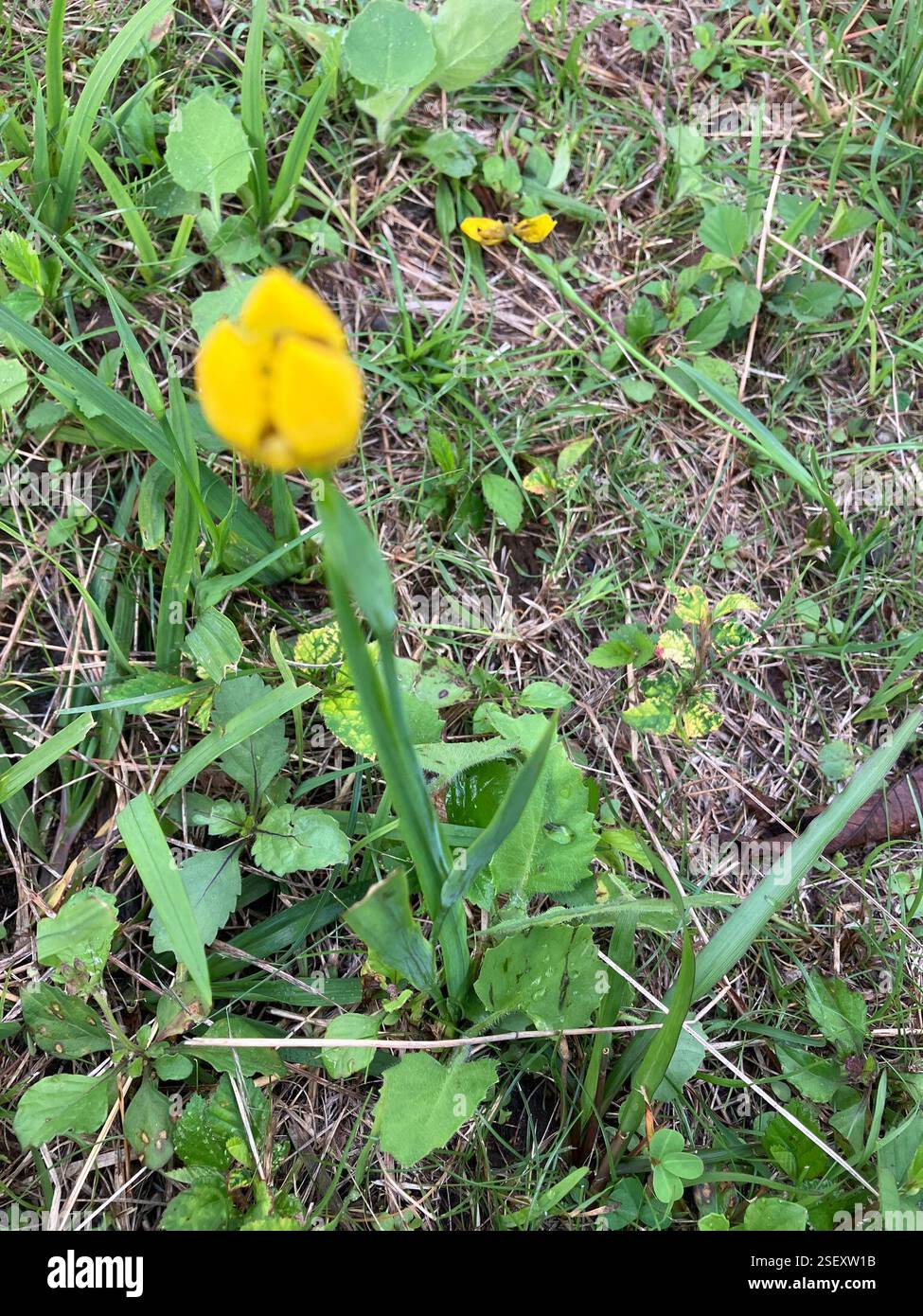 Giallo Iris (Trimezia martinicensis), Plantae, San Pietro, MS Foto Stock