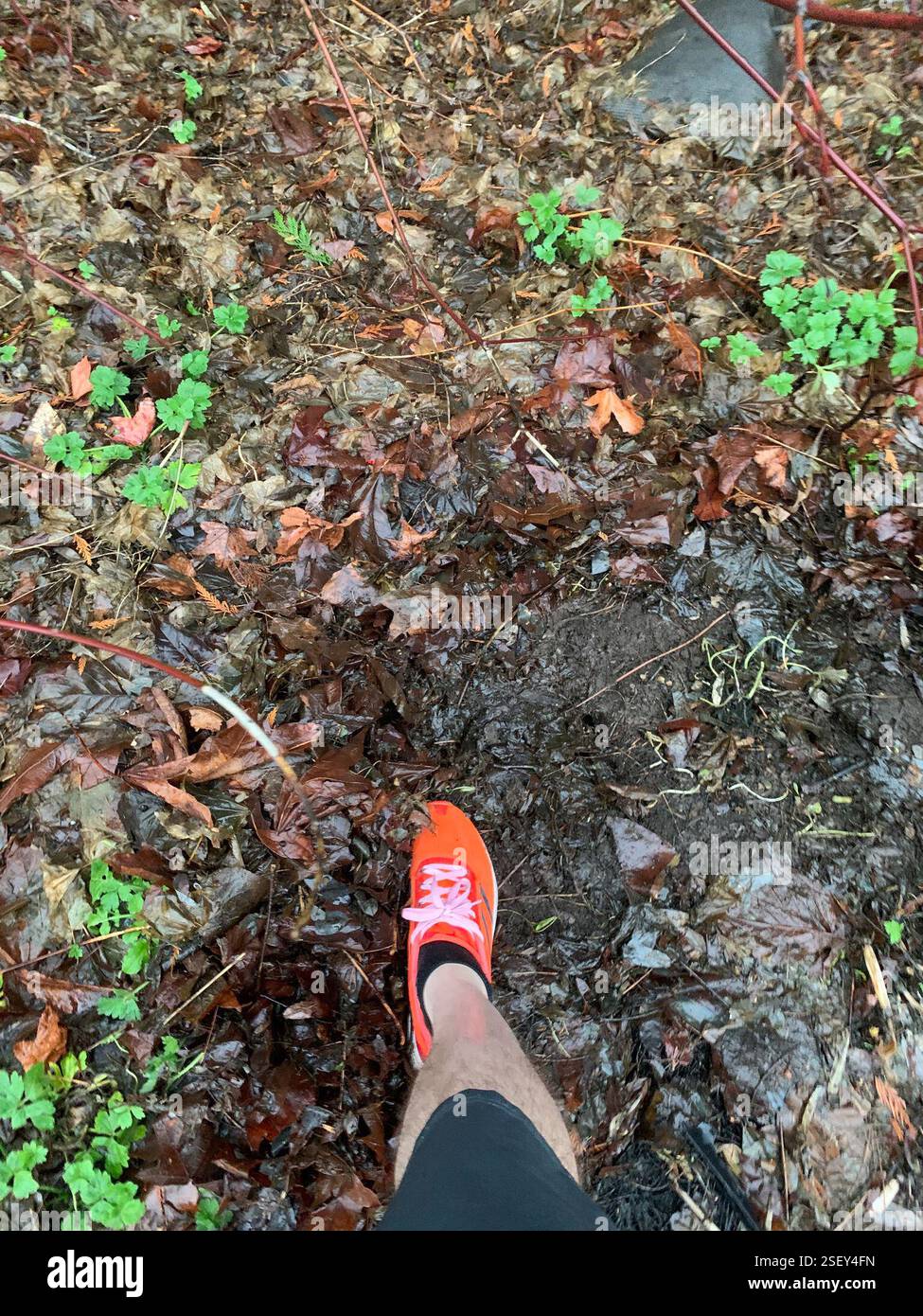 Emicrania velenosa (Conium maculatum), Plantae, Longfellow Creek Greenspace, Seattle, WA, NOI, tre rosette avvelenate bloccate mentre tornavo a casa dall'allenarmi stamattina. Nella mia borsa da basket ho solo due guanti da stazione di servizio e pochissimo altro (maniche lunghe, ovviamente). Molte foglie d'acero abbattute nelle vicinanze per la pacciamatura. Ho pulito un'area con le mie scarpe (sono ancora pulite!). Dopo aver accumulato e schiacciato gli steli e la palla di radice per aiutarla a rompersi più velocemente, l'ho coperto completamente (con le foglie che mi sono spostato da parte) e ho messo una roccia sopra dove si trova. Controllo 2023 facile e sicuro con apparecchiature minime o. Foto Stock
