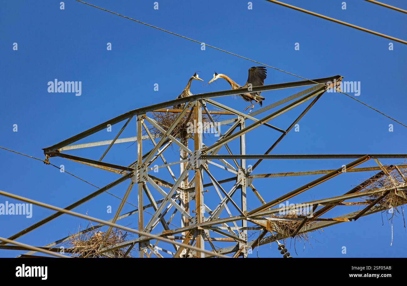 Due Great Blue Herons (Ardea herodias) costruiscono un nido sulla torre di una linea elettrica ad alta tensione, mentre altri si trovano sui nidi sottostanti, Farmington, Utah, USA. Foto Stock