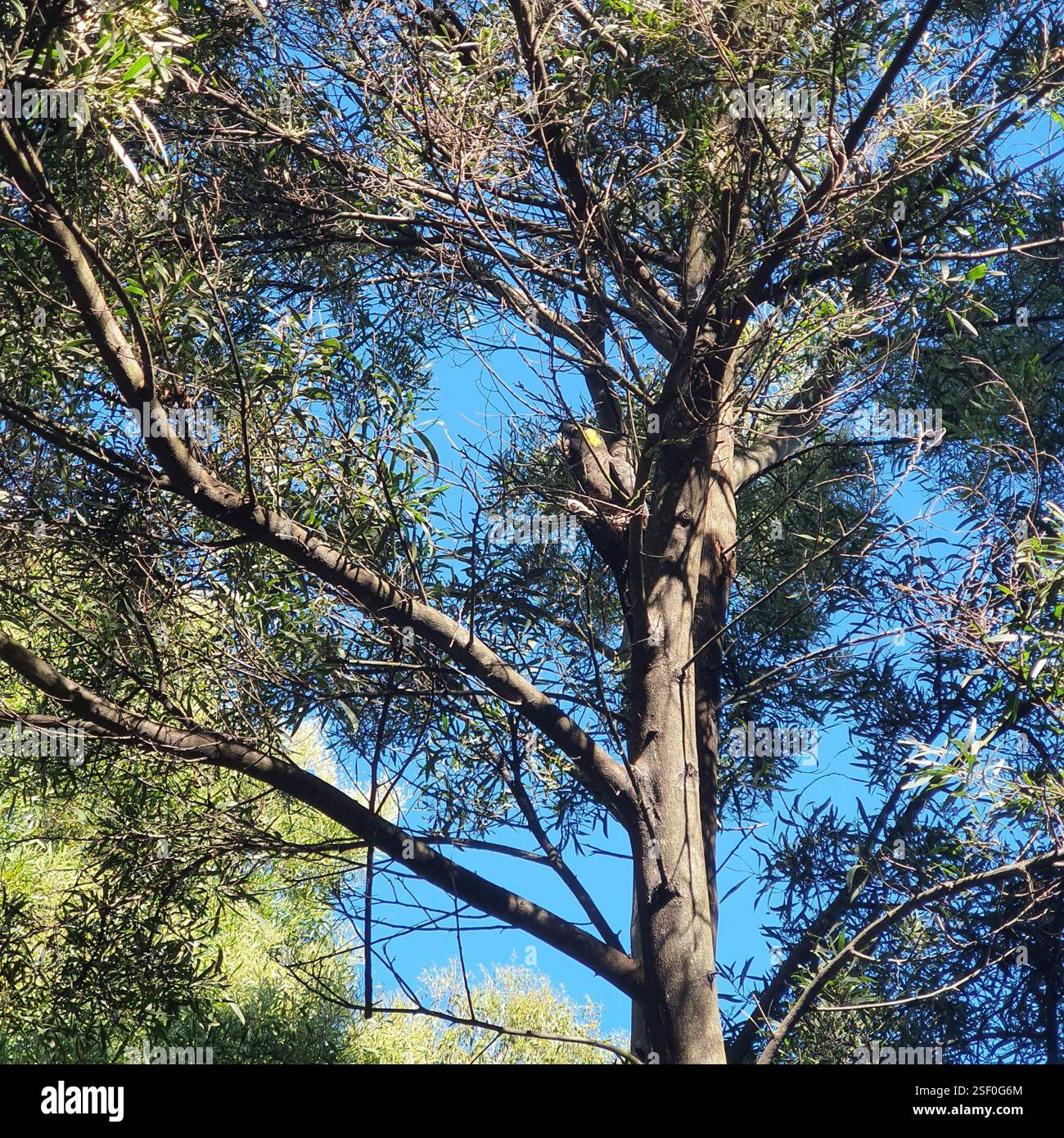 Cockatoo nero dalla coda gialla (Zanda funerea), Aves, Hobart TAS 7000, Australia, 1 uccello, sembrava che cercassero di estrarre i mozzi da sotto la corteccia del wattle Foto Stock