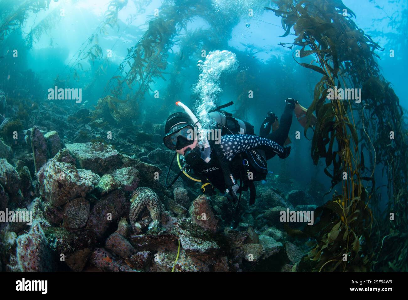 Un subacqueo nella fitta foresta di alghe giganti, Macrocystis pyrifera, nell'oceano Pacifico al largo della costa di Monterey, California. Foto Stock