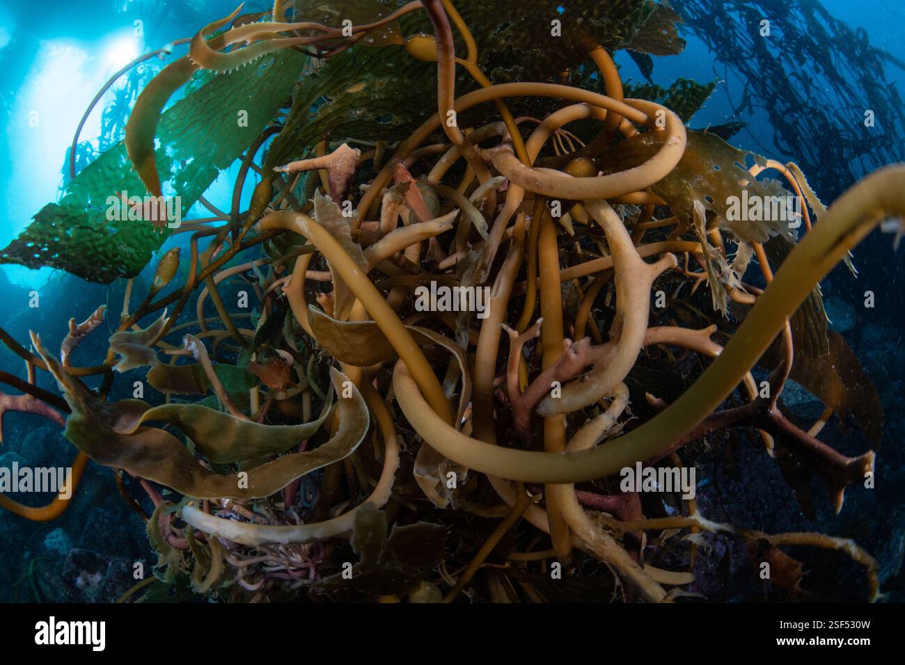 Un primo piano di Macrocystis pyrifera, una base di alghe giganti o una vacanza nell'oceano Pacifico al largo della costa di Monterey, California, Stati Uniti. Foto Stock