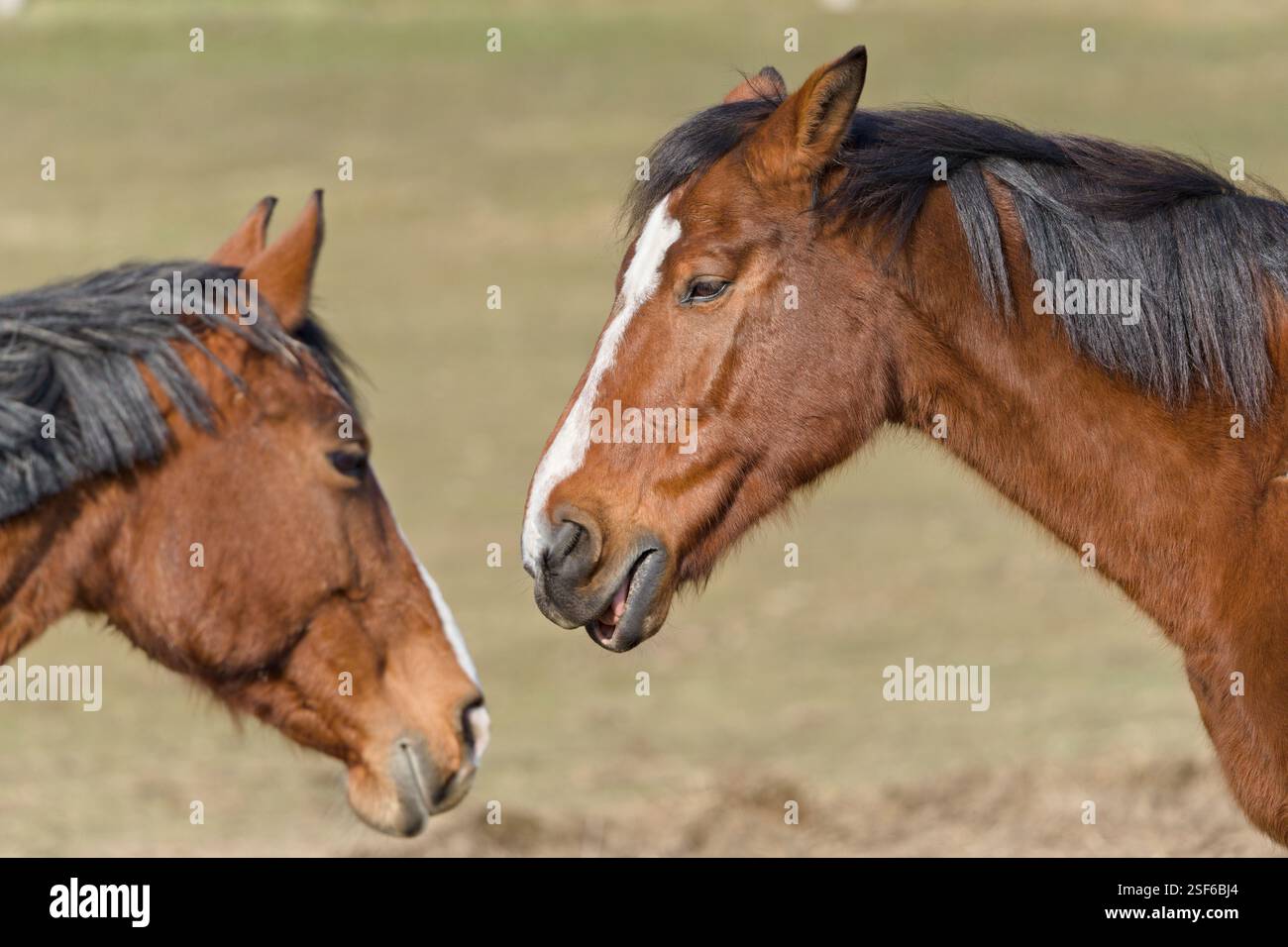 Due cavalli di bronzo sul pascolo. A bocca aperta, sembra di parlare. Divertente foto di animali. Foto Stock
